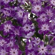 Phlox paniculata 'Early Purple Eye' (Floks wiechowaty) - phlox_early_purple_eye_(2)[1][1].jpg